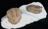 Beautiful Asaphus & Illaenus Trilobite Plate #11989-2